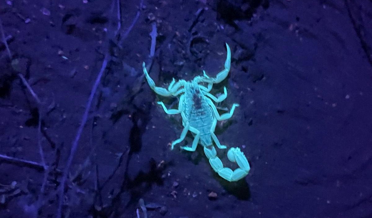 20250420-200000-scorpion-uv.jpg